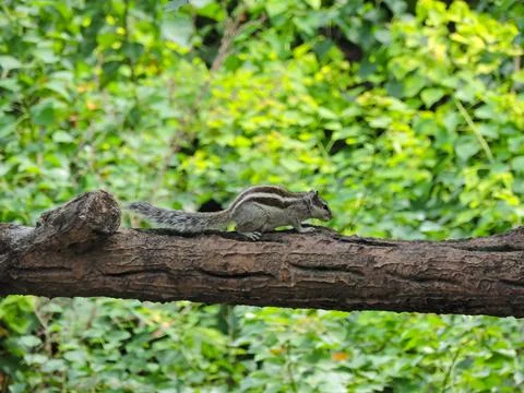 Indian Palm Squirrel Perched on a Tree Branch 스톡 사진