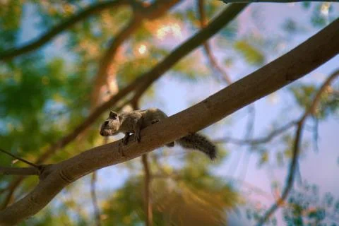 Indian palm squirrel Stock Photos