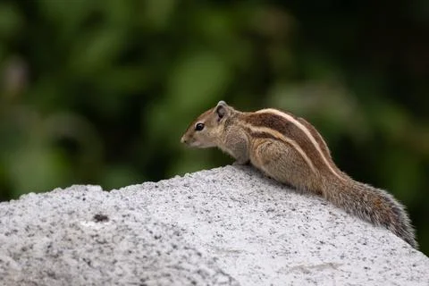 Indian palm squirrel Stock Photos