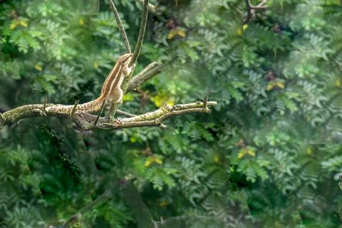 Indian Palm Squirrel Stock Photos