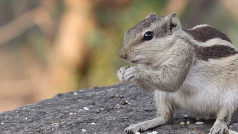An Indian Palm Squirrel sitting on the Rock and Eating Grains Stock Footage 103806444