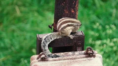Indian Palm Squirrel Sitting on Rusty Metal with Green Grass Background Stock Footage 318617418