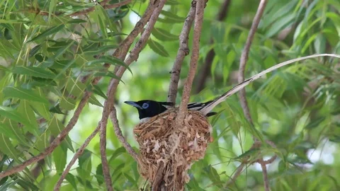 Indian paradise flycatcher hatching the eggs in the nest - IPFC Stock Footage