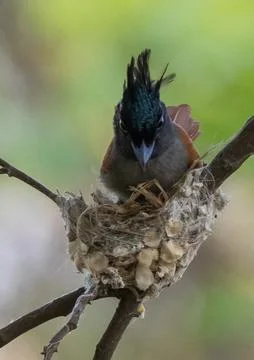 Indian paradise flycatcher nesting. Stock Photos