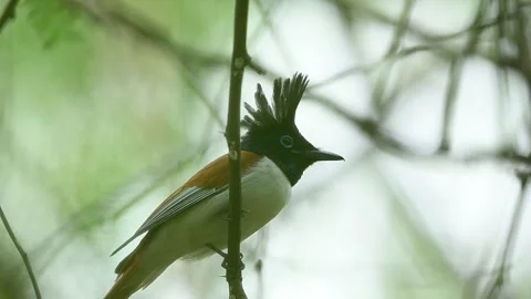 Indian Paradise Flycatcher Taking Off From Forest Perch In Slow Motion Видео 336986378
