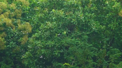 Indian parakeet bird on top of  a tree Stockbeeldmateriaal 295744853
