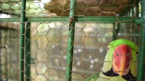 Indian parrot close up from a cage Stock Footage 147132201