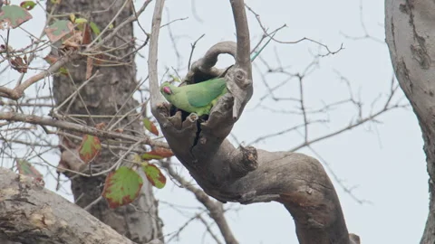 Indian parrot peeking out from a tree hole in the forest. Stock Footage 327892928