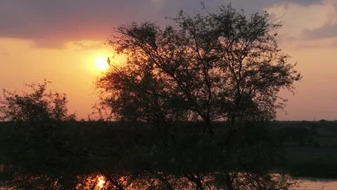 Indian Parrot Perched on Tree Branch at Sunset with Orange Sky and Water Stock-Footage 334979845
