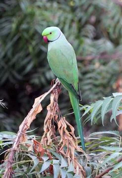 Indian parrot Stock Photos