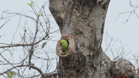 Indian parrot resting inside a tree trunk hole in the forest. Stock Footage 327767152
