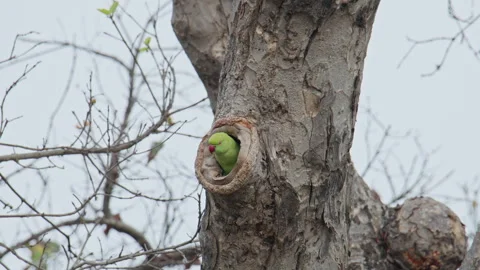 An Indian parrot resting inside a tree trunk hole in natural habitat. Stock Footage 327892550