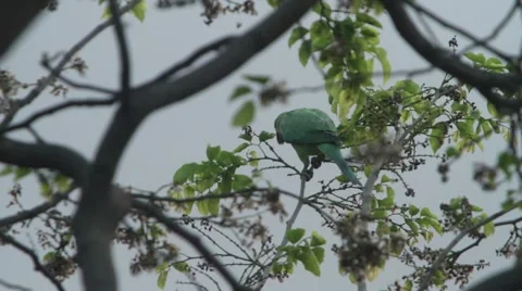Indian Parrot on the tree stem. 動画素材 55548891