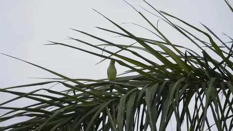 Indian parrots sitting on the tree Stock Footage 97613354
