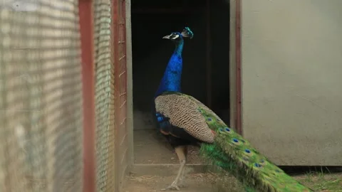INDIAN PEACOC3 Stock Footage 158027066