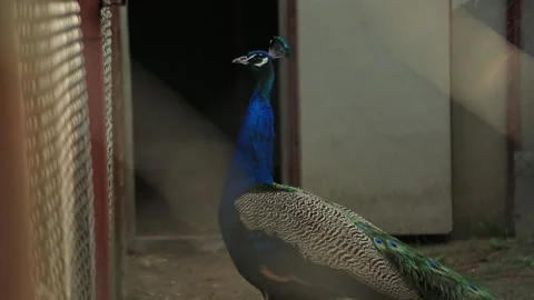 INDIAN PEACOCK IN A CAGE Stock Footage 158026972