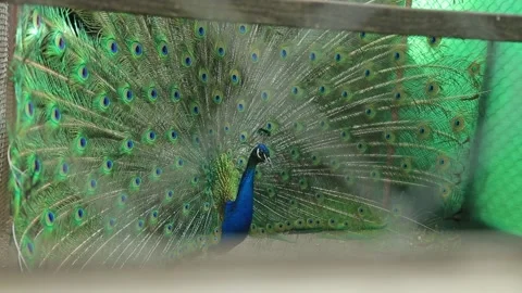 INDIAN PEACOCK IN A CAGE WITH AN OPEN TAIL Stock Footage 158049925