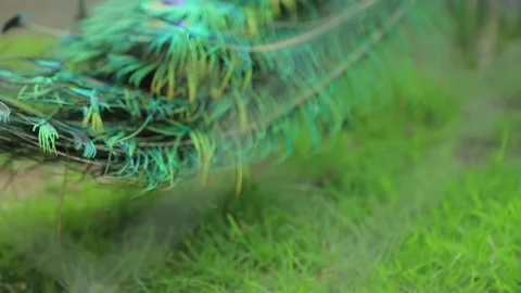 INDIAN PEACOCK IN A CAGE3 Stock Footage 158026960