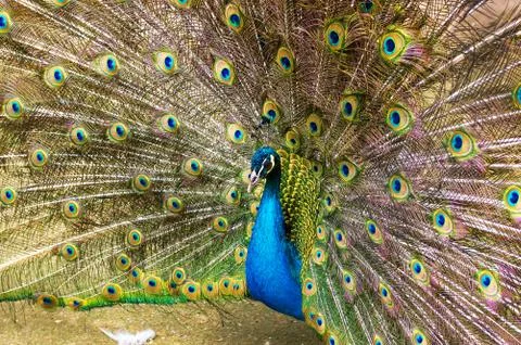 Indian peacock Close-up Stock Photos