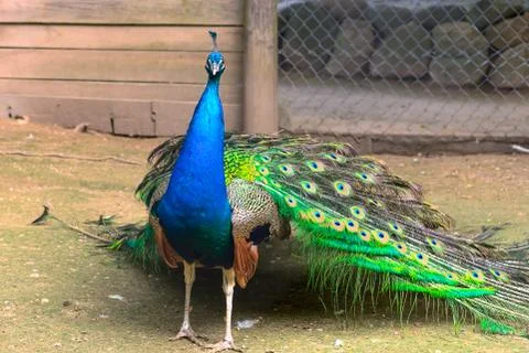 Indian peacock Close-up Stock Photos