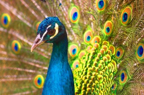 Indian peacock Close-up Stock Photos