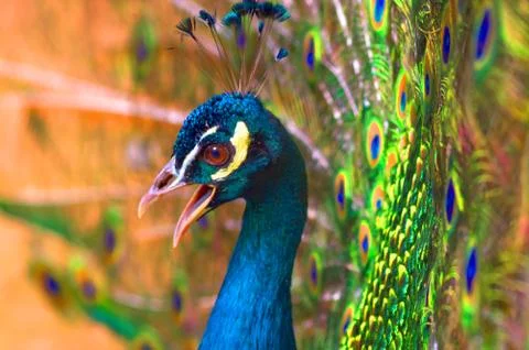 Indian peacock Close-up Stock Photos