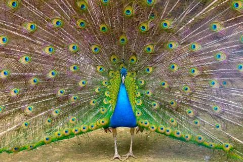 Indian peacock Close-up Stock Photos