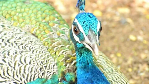 Indian peacock closeup Stock Footage 108727674