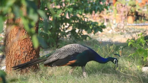 Indian Peacock Feeding Stock Footage 50668060