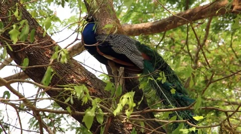 Indian Peacock Stock-Footage 55432250