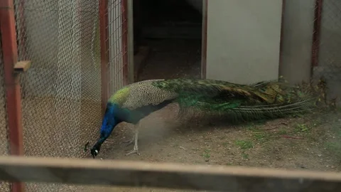 INDIAN PEACOCK Stock Footage 158026962