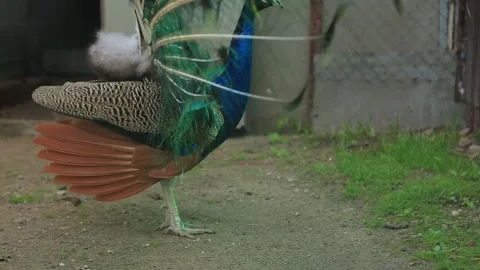 INDIAN PEACOCK WITH AN OPEN TAIL Stock Footage 158049917