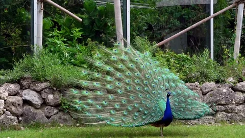 Indian Peacock or Blue Peacock, Pavo cristatus Stock Footage 333339938