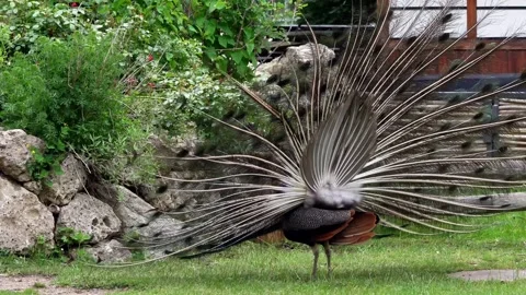 Indian Peacock or Blue Peacock, Pavo cristatus Stock Footage 340463581