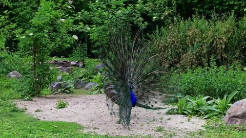 Indian Peacock or Blue Peacock, Pavo cristatus Stock Footage 345502244