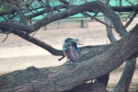 Indian peacock perched on a broad tree branch Stock Photos