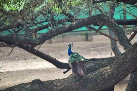 Indian peacock perched on a broad tree branch Stock Photos