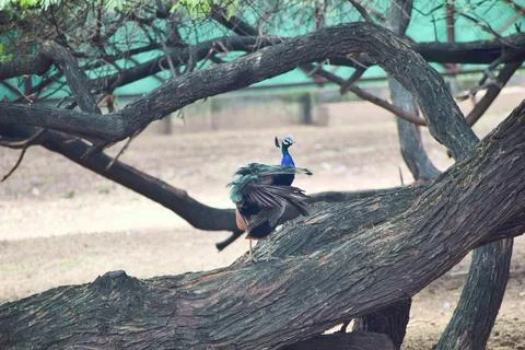 Indian peacock perched on a broad tree branch Stock Photos