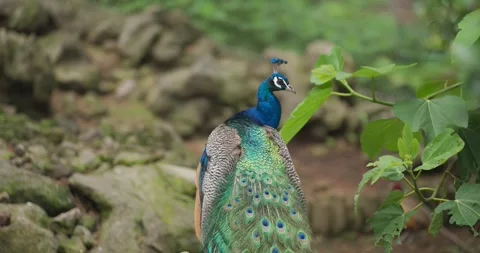 Indian Peacock Preening Tail Feathers Pavo Cristatus Male Peafowl Close Up Stock Footage 339739937