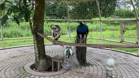 Indian peacock with spread tail. Stock Footage 293749010