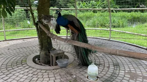 Indian peacock with spread tail. Stock Footage 293749030