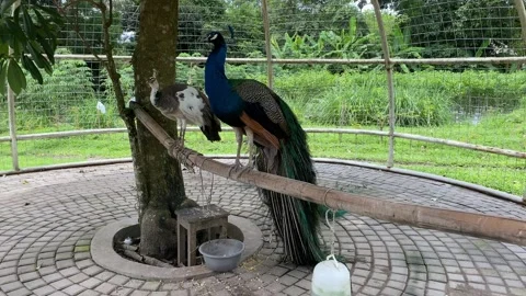 Indian peacock with spread tail. Stock Footage 293749063