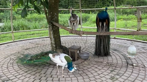 Indian peacock with spread tail. Stock Footage 293749162