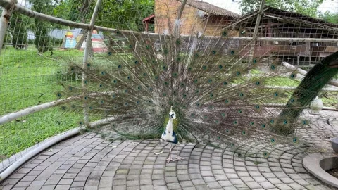 Indian peacock with spread tail. Stock Footage 293749185