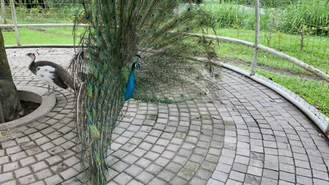 Indian peacock with spread tail. Stock Footage 293749199
