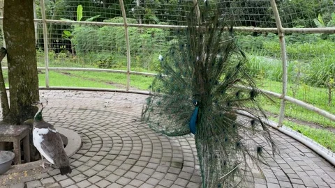 Indian peacock with spread tail. Stock Footage 293749320