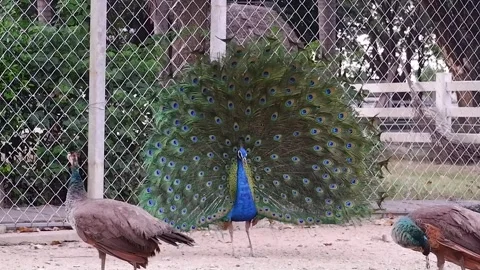 Indian peacock spreading tail-feathers in a big cage at the zoo Stock Footage 291755080