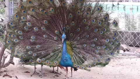 Indian peacock spreading wing feathers on the ground in cage at the zoo Stock Footage 292588237