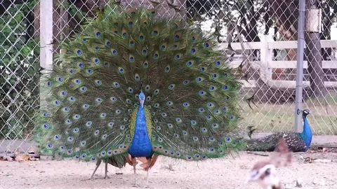 Indian peacock spreading wing feathers on the ground in cage at the zoo Stock Footage 292588365