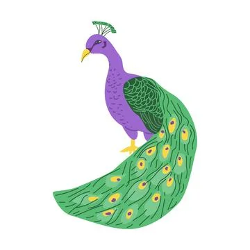 Indian peacock vector illustration isolated. Cartoon flat animal on transparent 스톡 일러스트